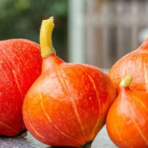 Uchiki Kuri Winter Squash Seeds: Japanese Heirloom, Non-GMO