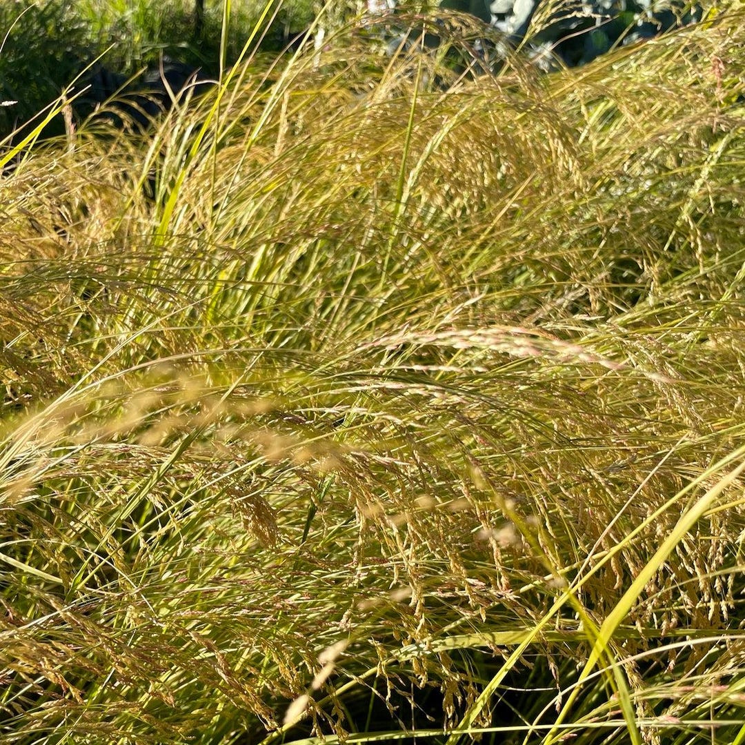 Ivory Teff Grain Seeds: Ancient Ethiopian Superfood Grain for Planting ...