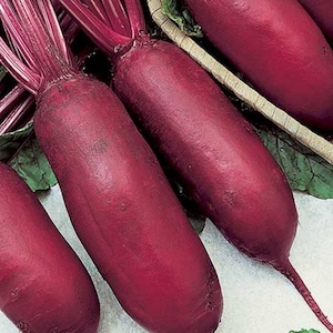 Cylindra Long Red, Beet, 200+ Rare Organic Heirloom Garden Seeds - Non-GMO, Open Pollinated Vegetable Seed Packets for Container Gardening