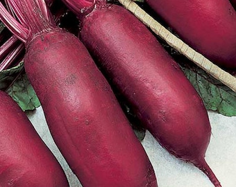 Cylindra Beet Seeds: 200+ Organic Heirloom Seeds for Container Gardening