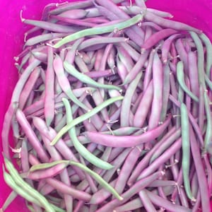 Tanya&#39;s Pink Pod, Bush Snap Bean, Organic Heirloom Garden Seeds - Non-GMO, Open Pollinated Vegetable Seed Packets for Container Gardening