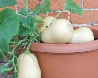 Burpee's Butterbush Winter Squash Seeds: Heirloom Non-GMO Container Variety