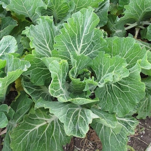 Portuguese , Kale, Rare Organic Heirloom Garden Seeds - Non-GMO, Open Pollinated Vegetable Seed Packets for Container Gardening aka Sea Kale