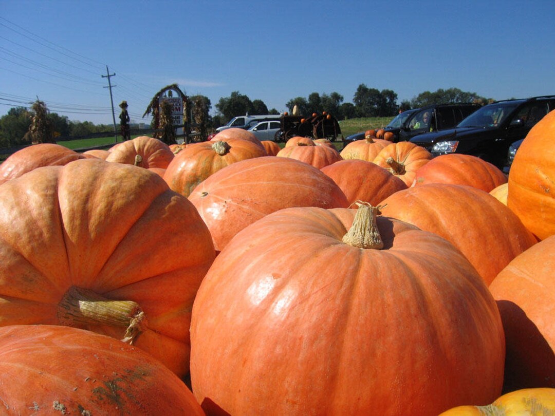 Large Pumpkin Growing Seeds Giant Big Max Pumpkin Seeds - 18 Heirloom  Non-GMO Seeds For Huge Home Garden Pumpkins Large Pumpkin Seeds