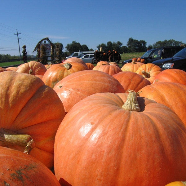 Big Max Pumpkin Seeds- heirloom/Open Pollinated/curcubita maxima): Big Mac Pumpkin, big pumpkin, giant pumpkin, pumpkin seeds