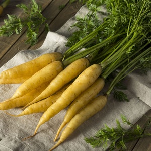 Carrot, Solar Yellow / 350+ Heirloom Seeds - - Open Pollinated Container Gardening Vegetable Seeds Garden Seeds Non-GMO