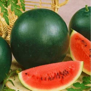 25+ Sugar Baby, Watermelon, Organic Heirloom Garden Seeds - Non-GMO, Open Pollinated Vegetable Seed Packets for Container Gardening Early