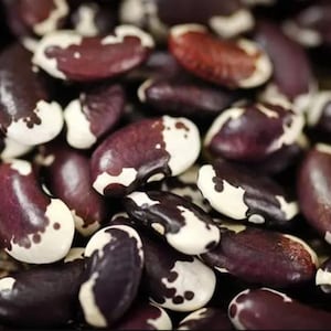 1500 Year Old Cave Bean Seeds: Rare Heirloom Pole Bean - Non-GMO