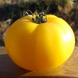 Native Sun, Tomato,  Heirloom Garden Seeds Grown to Organic Standards Open Pollinated Gardening Non-GMO
