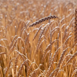 Kamut Seeds for Planting - Etsy