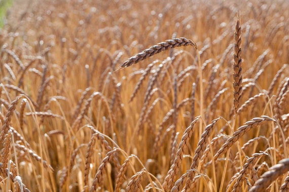 Spelt Wheat Seeds: Starter Pack 350+ Heirloom Grain Seeds, Open Pollinated  - Etsy