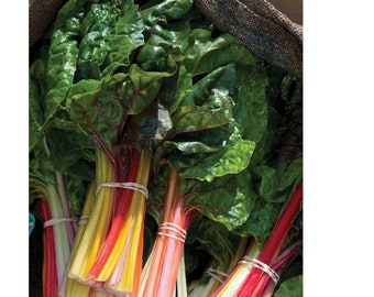Bright Lights Swiss Chard
