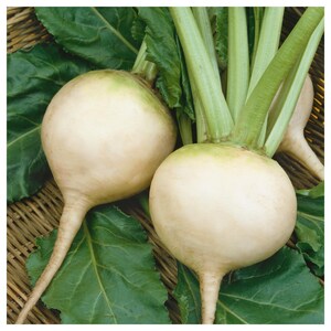 White Albino, Beet, Heirloom Garden Seeds Open Pollinated Container Gardening Organic Vegetable Seeds Non-GMO Seed Packets