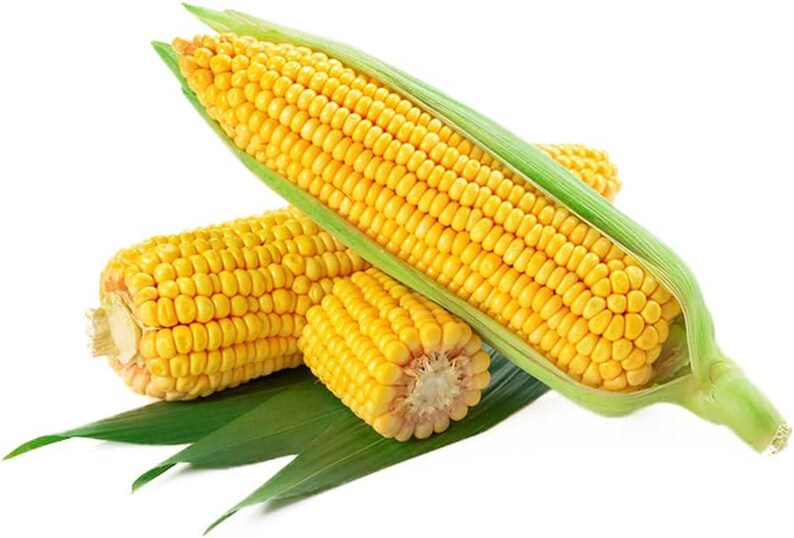Buhl Sweet Corn Seeds: Heirloom, Open Pollinated, Organic - Etsy