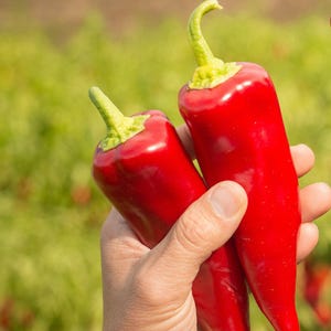 Stocky Red Roaster, Sweet Pepper, Organic Heirloom Garden Seeds - Non-GMO, Open Pollinated Vegetable Seed Packets for Container Gardening