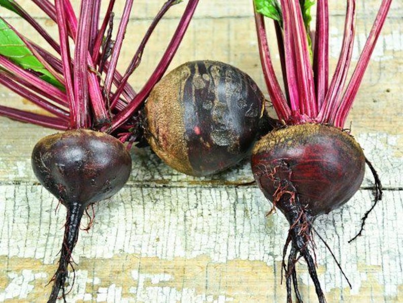 MountainRiverSeed Crosby's Egyptian Beet Seeds - Thumbnail 3