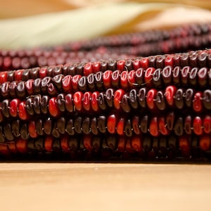 Bloody Butcher, Dent/Flour Corn, Heirloom Organic Garden Seeds Open Pollinated Container Gardening Non-GMO Feed flour corn ornamental corn