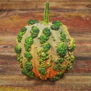 Pode incluir: Uma pequena ab&oacute;bora irregular com uma superf&iacute;cie verde e laranja manchada. A ab&oacute;bora tem uma haste longa e fina.