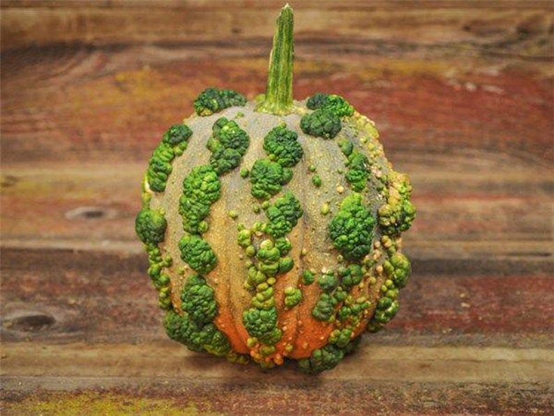 Pode incluir: Uma pequena ab&oacute;bora irregular com uma superf&iacute;cie verde e laranja manchada. A ab&oacute;bora tem uma haste longa e fina.