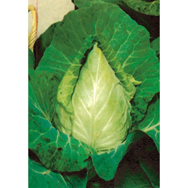 Cabbage Cuor di Bue Grosso - Oxheart Heirloom Italian Cabbage