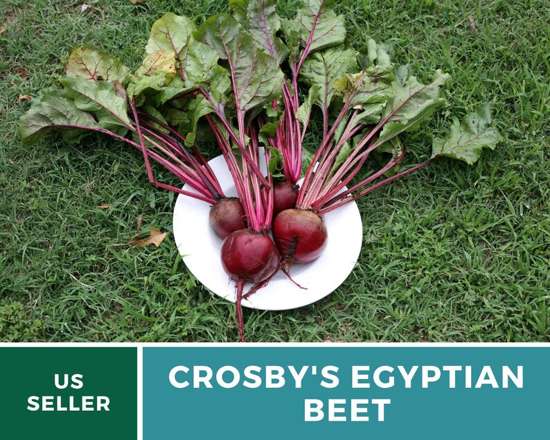 MountainRiverSeed Crosby's Egyptian Beet Seeds - Thumbnail 5