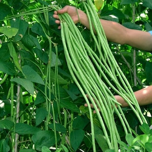 Oriental Yard Long, Pole Bean, Organic Heirloom Garden Seeds - Non-GMO, Open Pollinated Vegetable Seed Packets for Container Gardening
