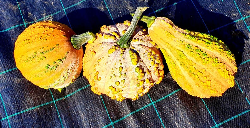 Pode incluir: Tr&ecirc;s ab&oacute;boras com superf&iacute;cies irregulares e texturizadas. As ab&oacute;boras s&atilde;o laranja e amarelas com manchas verdes.