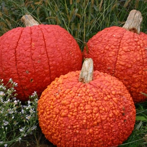 May include: Three orange pumpkins with bumpy textures. The pumpkins are sitting on a bed of green grass.