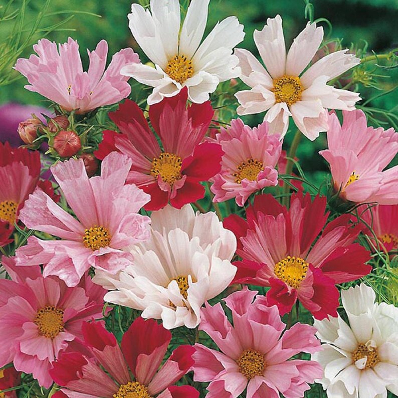 May include: A bouquet of pink, white, and red cosmos flowers with yellow centers. The flowers are in full bloom and have delicate petals.