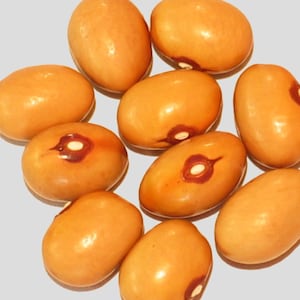Ayocote Amarillo, Runner Bean, Organic Mexican Heirloom Garden Seeds - Non-GMO, Open Pollinated Vegetable Seed Packs for Container Gardening