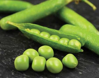 thumbnail interactive-video image 1 of 50+ Lincoln Shelling Pea Seeds – Heirloom, Organic, Open-Pollinated – Pisum Sativum For Spring/Fall Planting 1 of 5