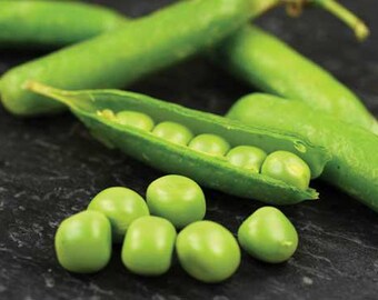 50+ Lincoln Shelling Pea Seeds – Heirloom, Organic, Open-Pollinated – Pisum Sativum For Spring/Fall Planting
