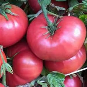 20+ Crnkovic Yugoslavian, Beefsteak tomato, Heirloom Garden Seeds Open Pollinated Container Gardening Vegetable Seeds Non-GMO Seed Packets