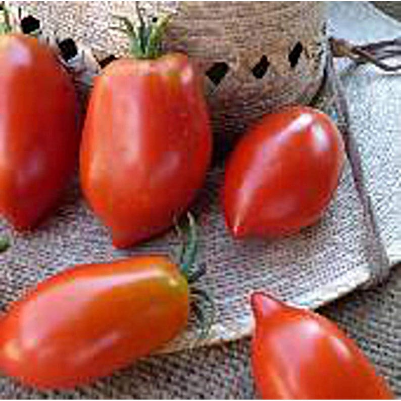 Ripe Roma Grandma Mary's Paste Tomato Seeds: Heirloom Roma, Open Pollinated - Etsy
