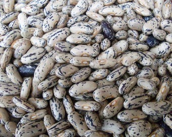 Brightstone Bush Bean Seeds: Organic Heirloom, Pollinator-Friendly