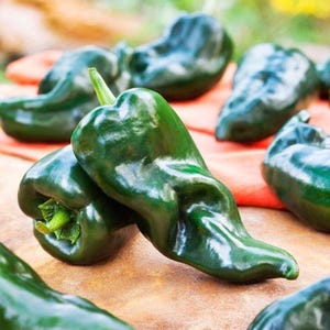Ancho, Hot Pepper, Organic Heirloom Garden Seeds - Non-GMO, Open Pollinated Vegetable Seed Packets for Container Gardening aka Poblano