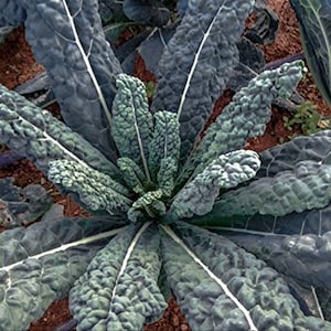 Lacinato/Dinosaur, Kale,Heirloom Garden Seeds Open Pollinated Container Gardening Vegetable Seeds Garden Seeds Non-GMO Italian heirloom