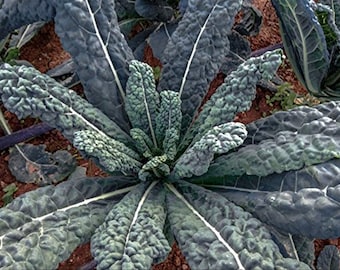 Lacinato Kale Seeds: Dinosaur Kale, Italian Heirloom, Non-GMO