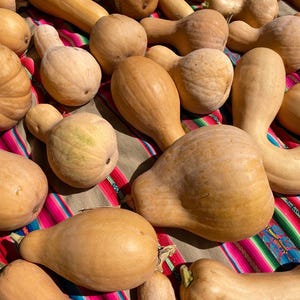 Lofthouse Landrace Moschata Butternut, Winter Squash, Rare Heirloom Garden Seeds Open Pollinated Container Gardening Vegetable Seeds Non-GMO