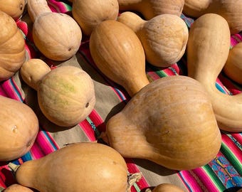 Lofthouse Landrace Butternut Squash Seeds: Rare Heirloom, Open Pollinated