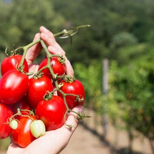 Umberto Pear, paste tomato, Italian Heirloom Garden Seeds Open Pollinated Container Gardening Organic Vegetable Seeds Non-GMO Seed Packets