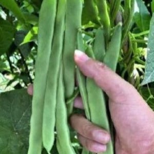 Qing Bian Romano, Bean, Chinese Organic Heirloom Garden Bean Seeds - Non-GMO, Open Pollinated Vegetable Seed Packets for Container Gardening