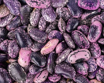 Kebarika, Bush Dry Bean, Rare Kenyan Organic Heirloom Garden Seeds - Non-GMO, Open Pollinated Vegetable Seed Packets for Container Gardening