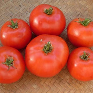 Fireworks, Early Tomato, Heirloom Garden Seeds Open Pollinated Container Gardening Vegetable Seeds Non-GMO Seed Packets