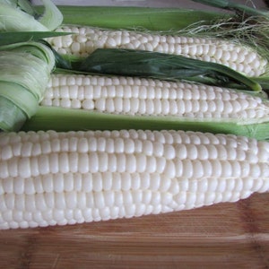 Luther Hill White, Sweet Corn, Heirloom Garden Seeds - Non-GMO, Open Pollinated Vegetable Seed Packets Sweetest Open Pollinated Sweet Corn