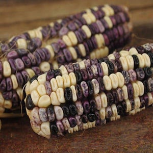 Cherokee White Eagle, Dent Corn, 25+ Organic Heirloom Garden Seeds - Non-GMO, Open Pollinated Vegetable Seed Packets for Container Gardening