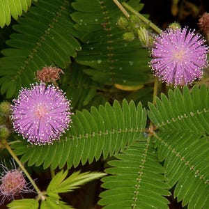 Mimosa, Sensitive Plant, Organic Heirloom Flower Garden Seeds - Non-GMO, Open Pollinated Flower Seed Packets for Container Gardening