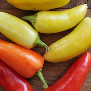 Wenk&#39;s Yellow Hots, Hot Pepper, Rare Organic Heirloom Garden Seeds - Non-GMO, Open Pollinated Vegetable Seed Packets for Container Gardening