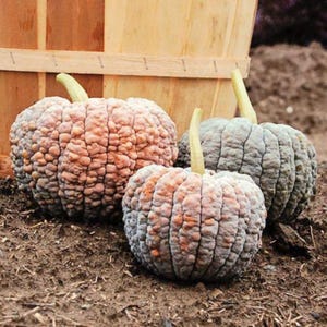 Black Futsu, Pumpkin/Squash, Japanese Organic Heirloom Garden Seeds - Non-GMO, Open Pollinated Vegetable Seed Packs for Container Gardening