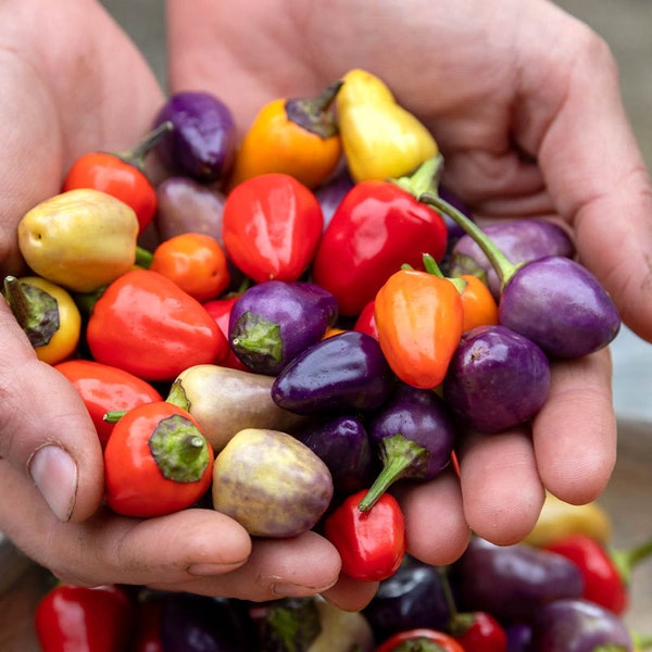 Andes Rainbow Hot Pepper - heirloom seeds super rare 3x times larger than pictured much bigger than Bolivian Rainbow colorful flavorful